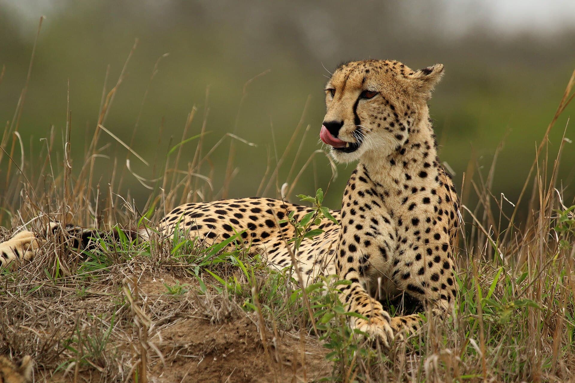 A cheetah in golden grass at Phinda Private Game Reserve, KwaZulu-Natal