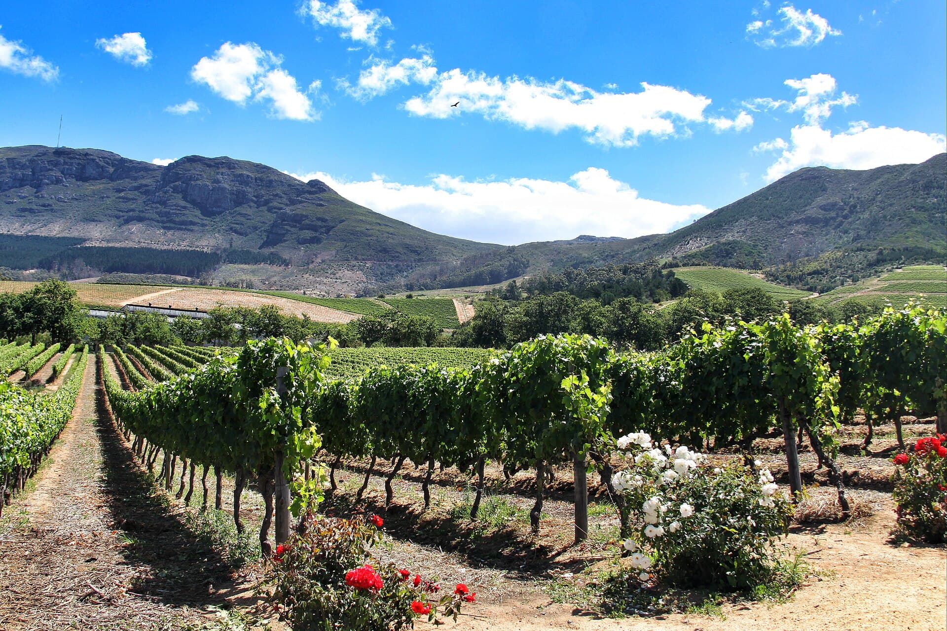 Vineyard rows below the mountains at Groot Constantia in the Cape Winelands