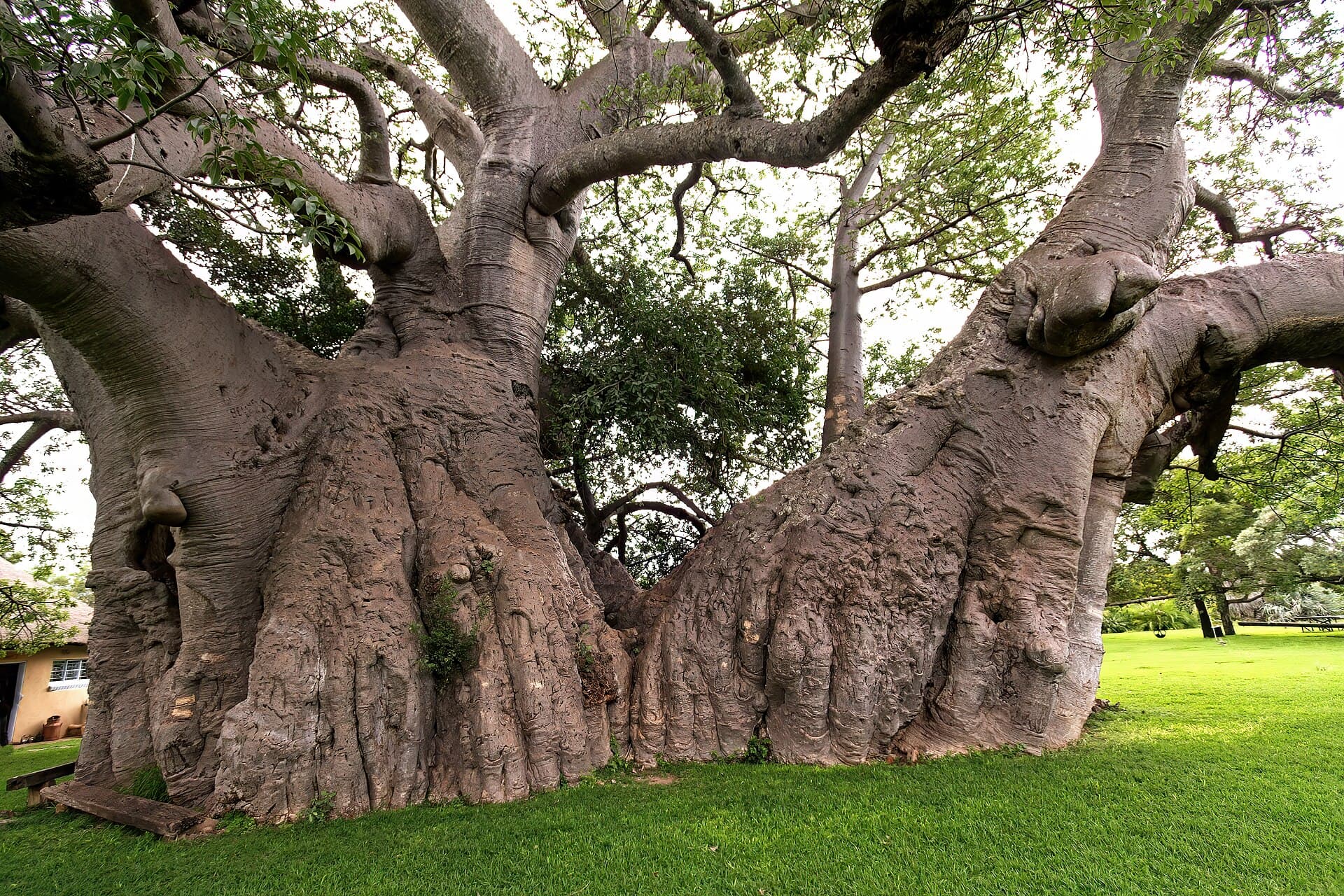 Der kolossale, knorrige Stamm und die Krone des riesigen Sunland-Baobabs auf grünem Rasen bei Modjadjiskloof, Limpopo