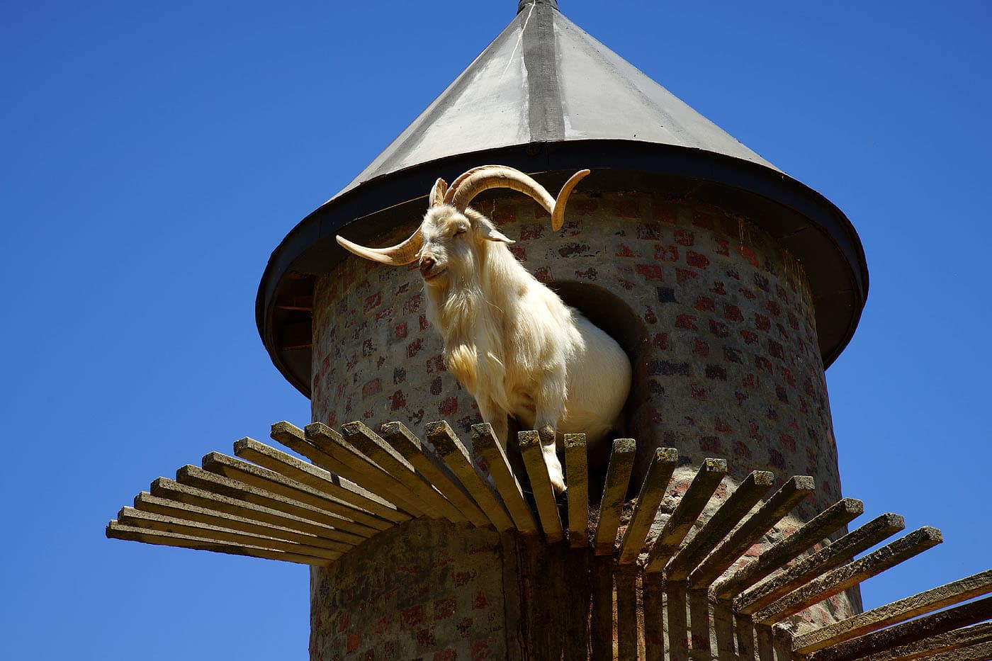 A long-horned white goat steps from an arched doorway onto the spiralling wooden stair of Fairview's brick goat tower against a deep blue sky.