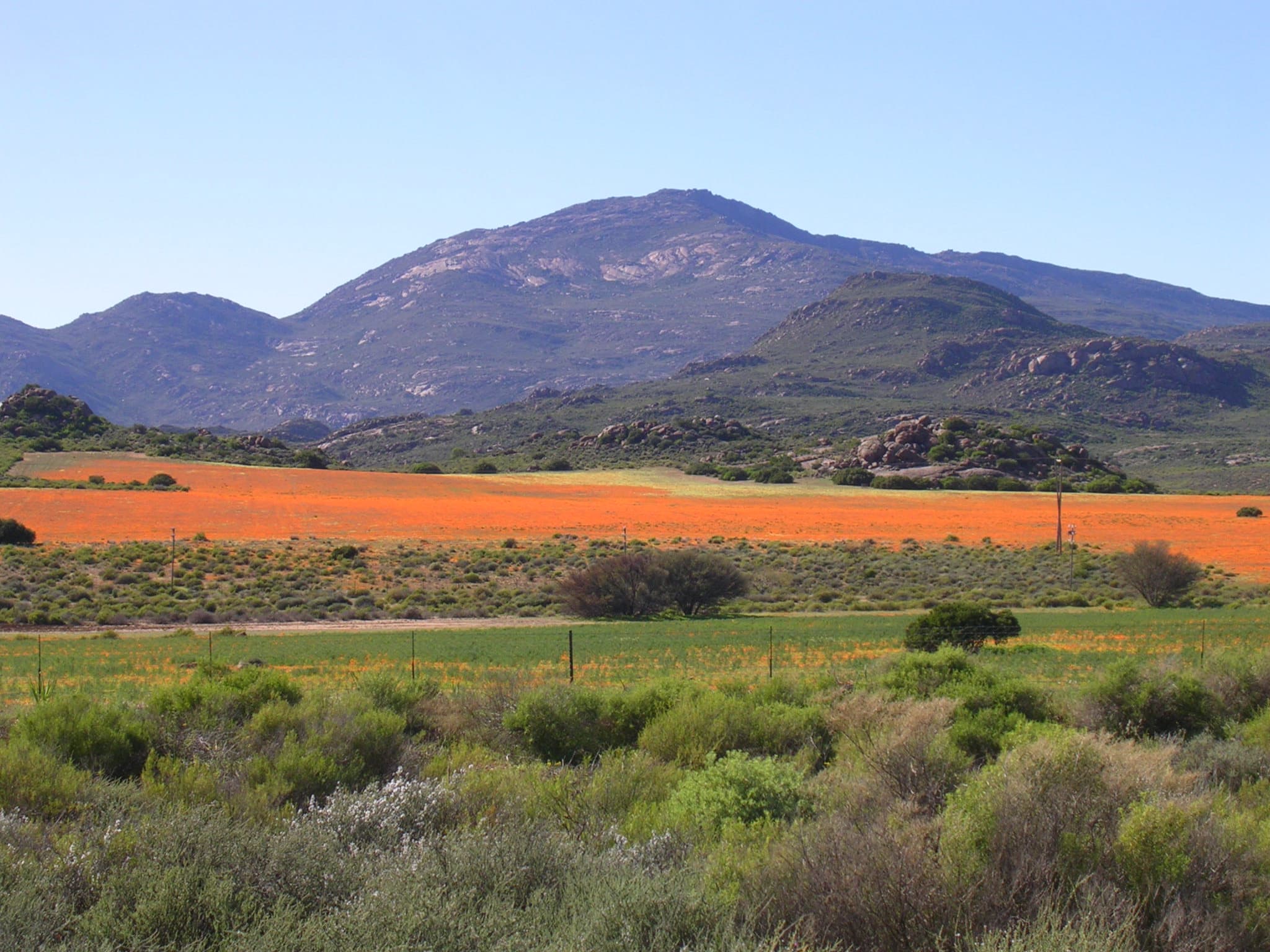 Field of vivid orange spring wildflowers blooming across the landscape in Namaqualand, Northern Cape, South Africa