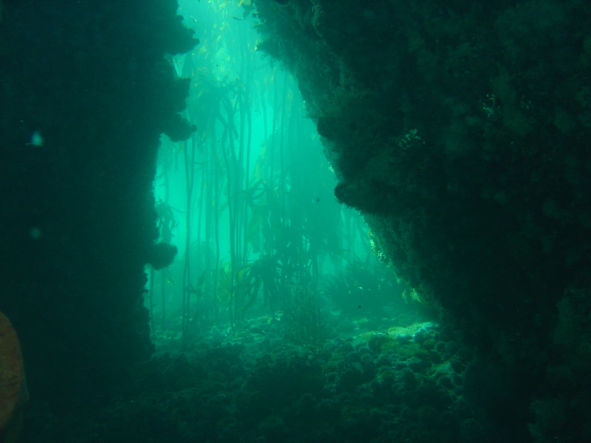Golden giant kelp fronds rising through sunlit water at the A-Frame dive site, False Bay, Cape Peninsula