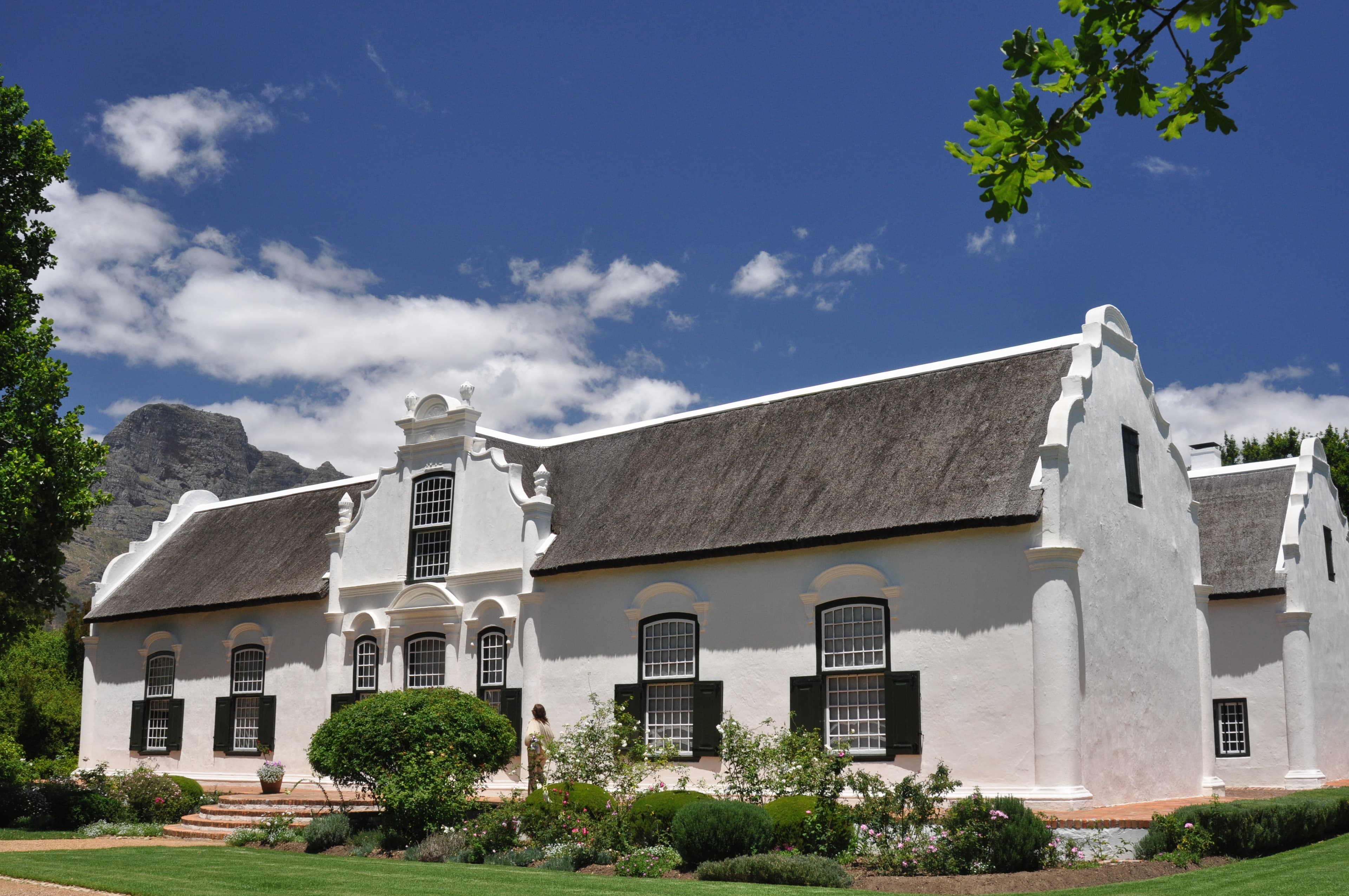 The white-gabled Cape Dutch manor house at Boschendal under a blue sky, its thatched roof framed by oak leaves with the Drakenstein mountains rising behind.
