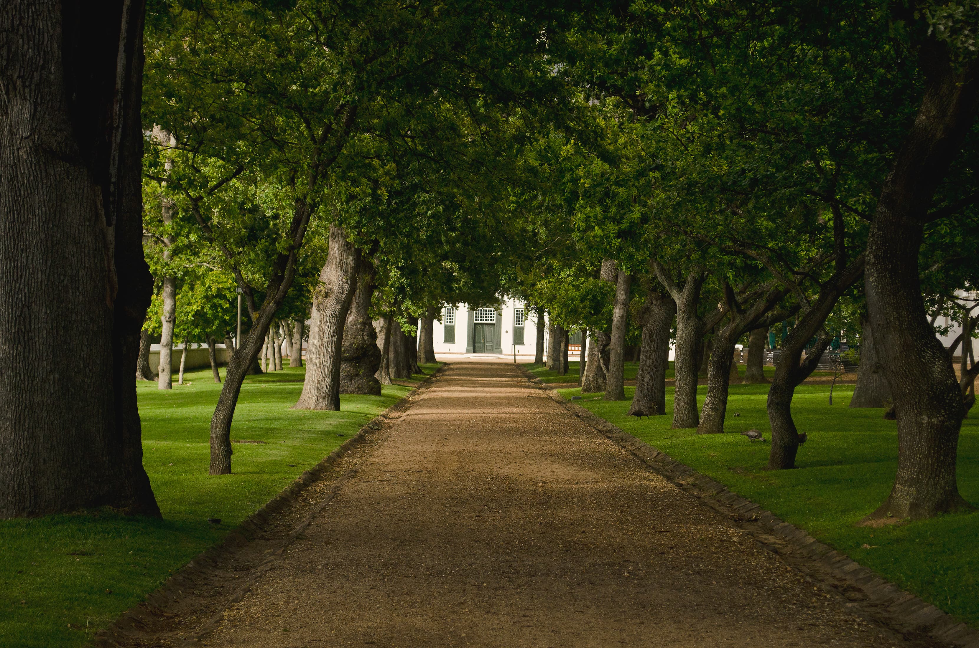 The oak-lined gravel avenue at Groot Constantia wine estate in summer, leading to the whitewashed Cape Dutch manor house at the far end, Constantia, Cape Town, South Africa.
