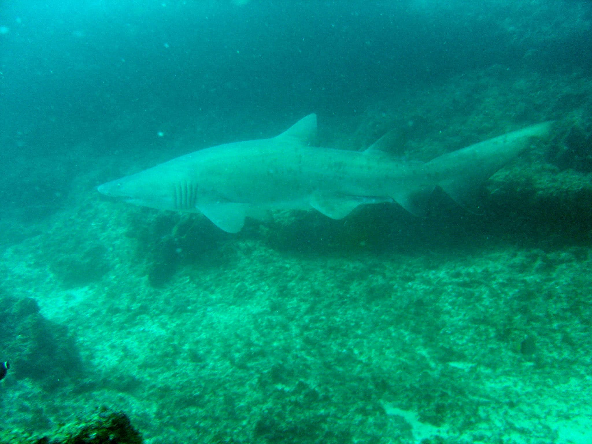 A ragged-tooth shark cruising over a reef at a KwaZulu-Natal South Coast shark-diving site