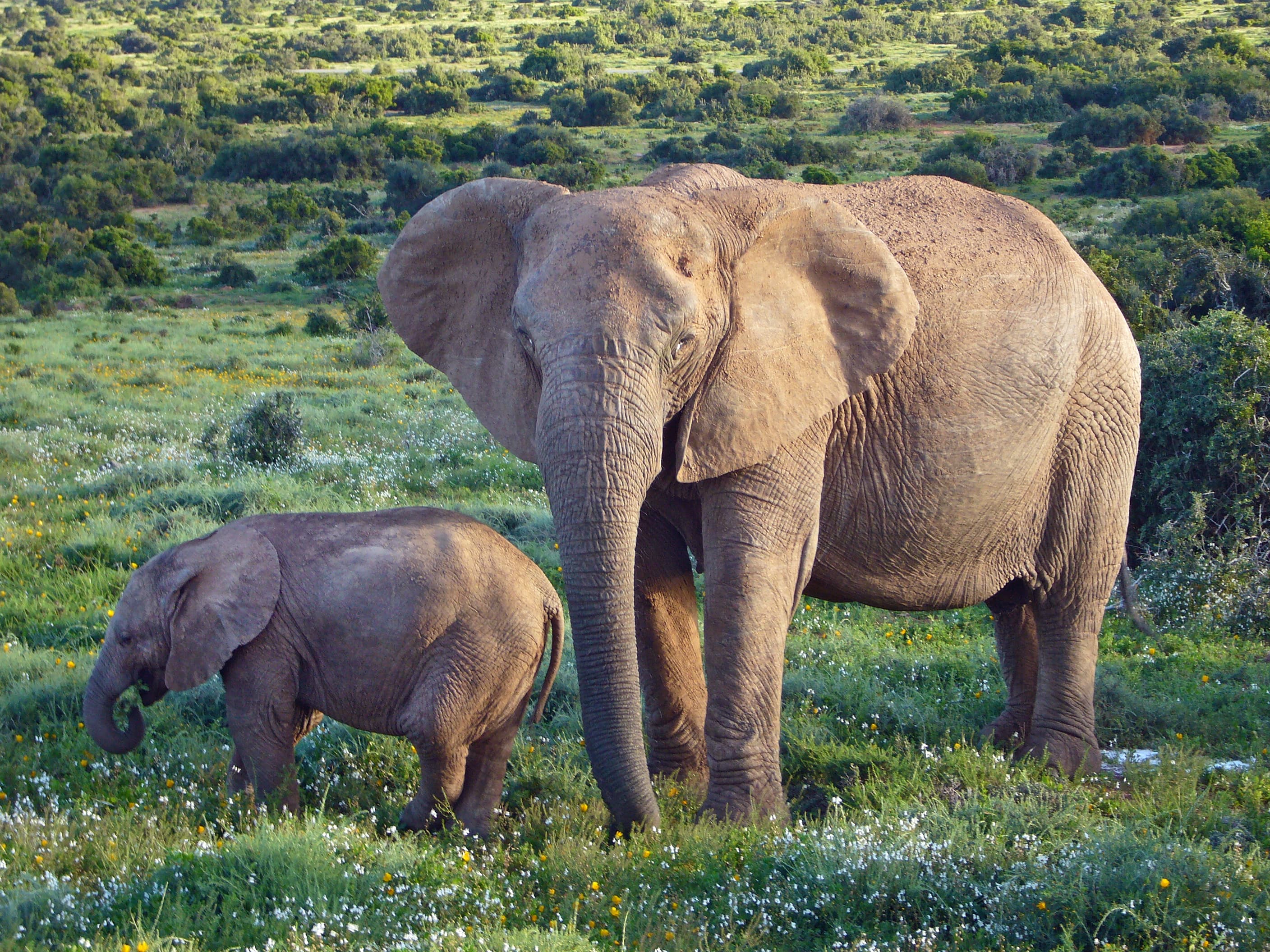 Herd of African bush elephants with calves in the bushveld at Addo Elephant National Park