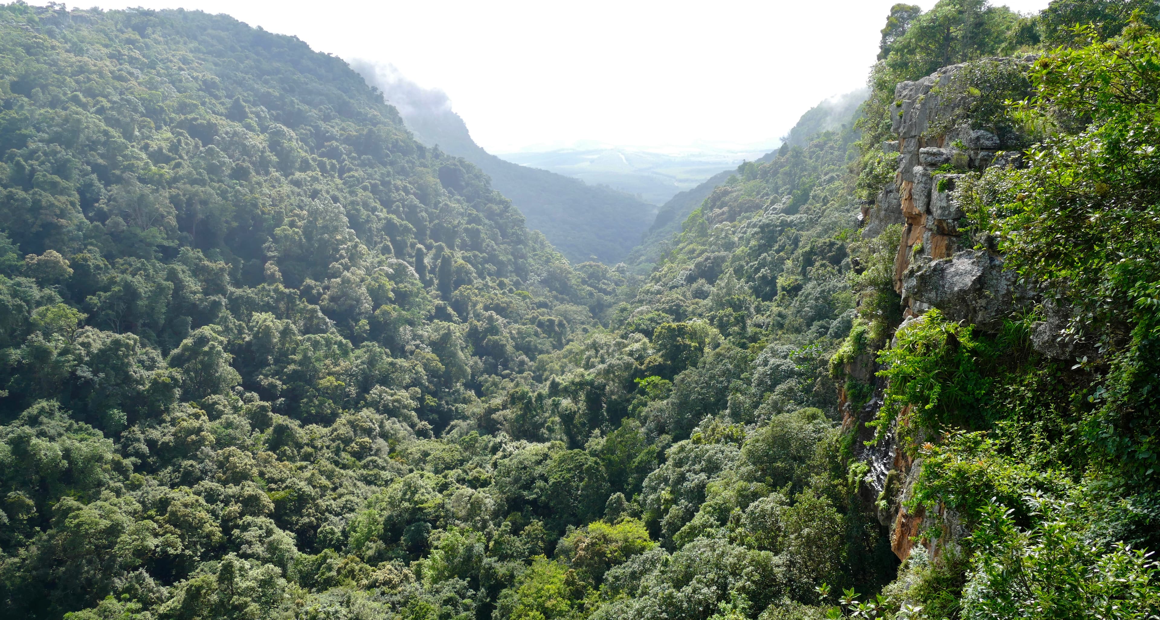 Forested cliffs and river of Graskop Gorge on the Panorama Route near Graskop, Mpumalanga