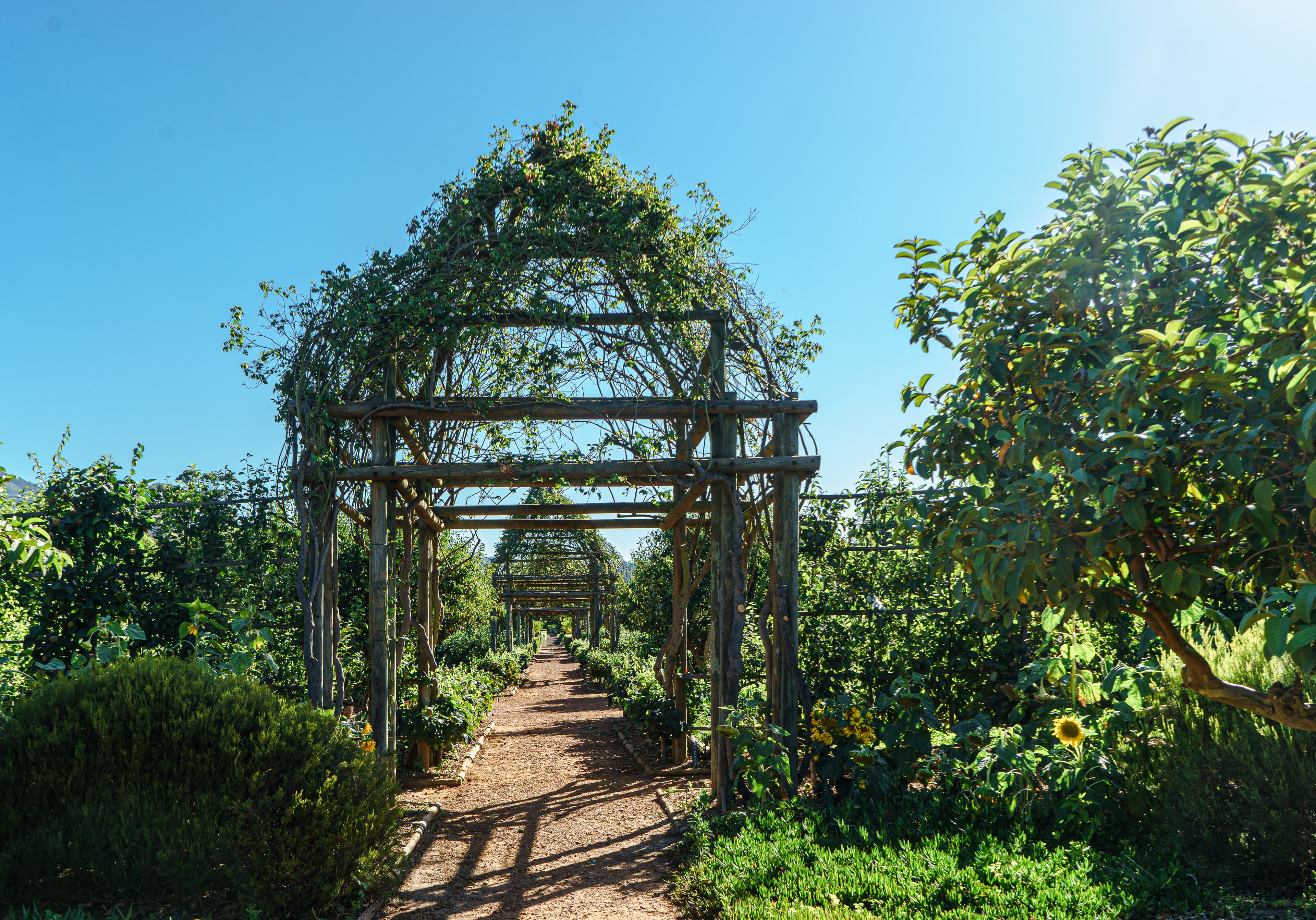 Rustic wooden arches covered in creepers frame a gravel path through the fruit and vegetable garden at Babylonstoren, with sunflowers blooming on either side.