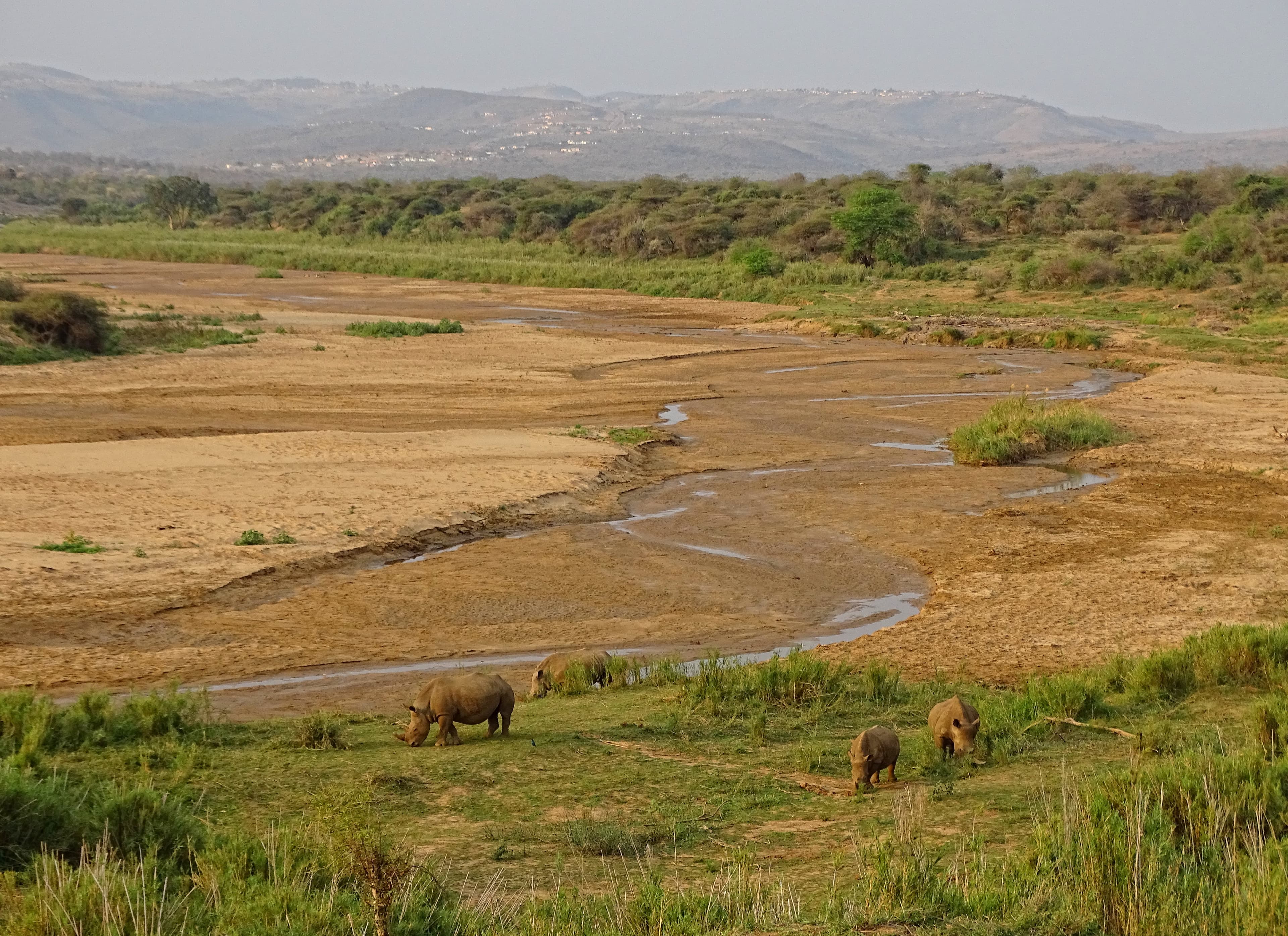 White rhinos grazing in the foreground beside a semi-dry riverbed, with hilly bushveld stretching into the distance in Hluhluwe-iMfolozi Park, KwaZulu-Natal, South Africa