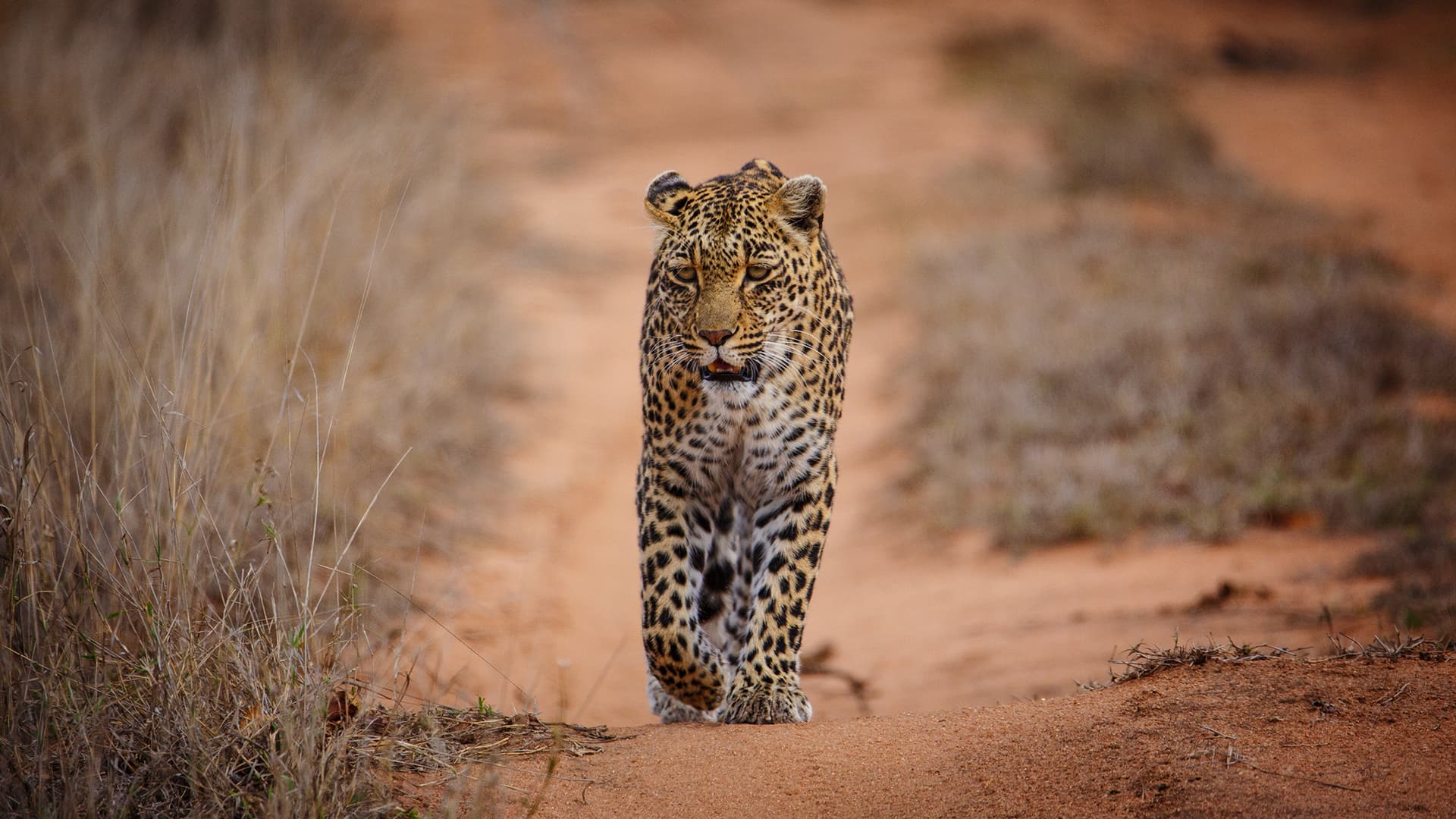 An African leopard in the bushveld of the Djuma concession, Sabi Sand Game Reserve, Mpumalanga, South Africa